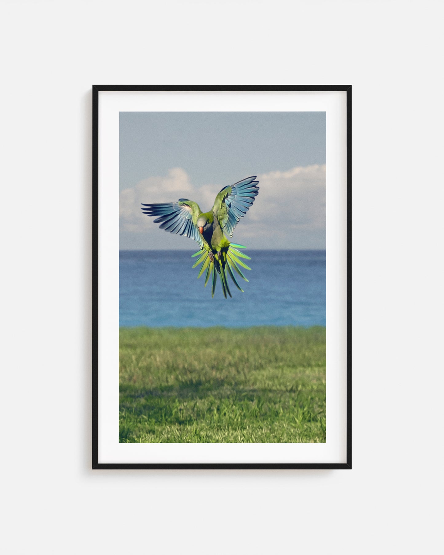 Fotografía de aves impresa y enmarcada